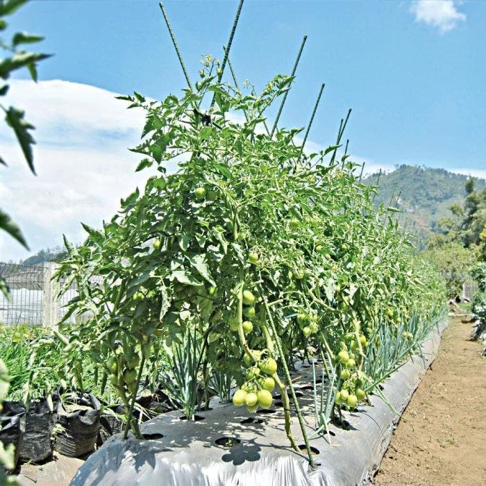 Knotty Takiron Green Steel Stakes, 5/8"x 8', Bundle Of 10 5 Knotty Takiron Green Steel Stakes, 5/8"x 8', Bundle Of 10 - Image 5