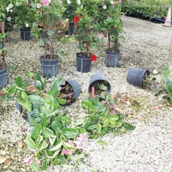 Better Bilt TopHat Plant Container Stabilizer 7 Better Bilt TopHat Plant Container Stabilizer -Outdoor Garden Store 3ps25 3