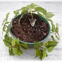 Belden Plastics 10 Inch Hanging Garden Baskets Case Of 25 -Outdoor Garden Store 690202 5