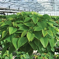 Belden Plastics 10 Inch Hanging Garden Baskets Case Of 25 -Outdoor Garden Store 690202 6