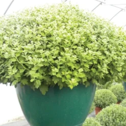 Belden Plastics 14-Inch Saucerless Baskets, Green, Case Of 25 -Outdoor Garden Store 690801 3 1