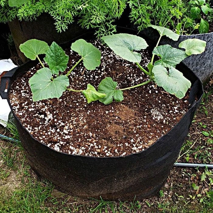 Leonard Grow Bags, 25-Gallon Size, Bundle Of 10 3 Leonard Grow Bags, 25-Gallon Size, Bundle Of 10 - Image 3