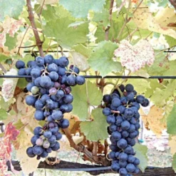 DuraLine 2-1/2-Millimeter Monofilament Trellis Line, 1,000 Feet 8 DuraLine 2-1/2-Millimeter Monofilament Trellis Line, 1,000 Feet -Outdoor Garden Store bdl 25 1000 1