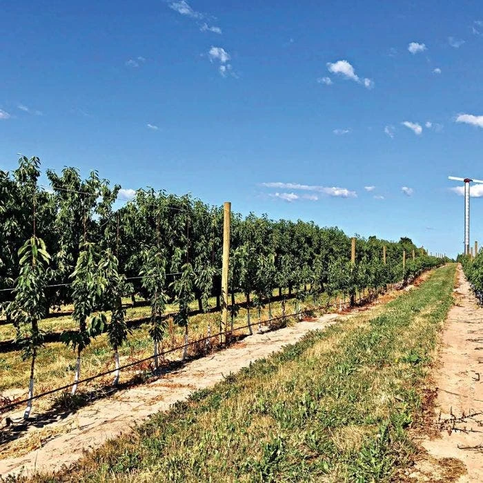 DuraLine 2-1/2-Millimeter Monofilament Trellis Line, 1,000 Feet 5 DuraLine 2-1/2-Millimeter Monofilament Trellis Line, 1,000 Feet - Image 5