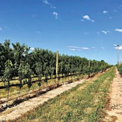 DuraLine 4-Millimeter Monofilament Trellis Line, 1,000 Feet 9 DuraLine 4-Millimeter Monofilament Trellis Line, 1,000 Feet -Outdoor Garden Store bdl 4 1000 3