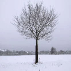 Leonard Commercial Plastic Mesh Tree Guards, 4-Inch Diameter, 36-Inch Length -Outdoor Garden Store bg36 5 1