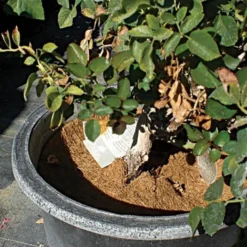 Coco Weed Guards, 15-Centimeter Diameter, Case Of 850 -Outdoor Garden Store cd15a 3