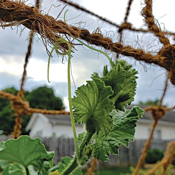 CocoNet Trellis Netting, 6-1/2 Feet X 15 Feet 2 CocoNet Trellis Netting, 6-1/2 Feet X 15 Feet - Image 2