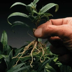 Dip 'N Grow Rooting Concentrate 2oz. -Outdoor Garden Store dg2 2 1