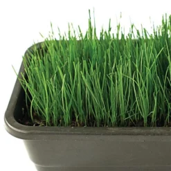 Fairlawn Blue And Rye Mix, 25 Lb Bag 7 Fairlawn Blue And Rye Mix, 25 Lb Bag -Outdoor Garden Store fair25 3 1