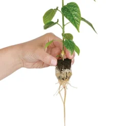 Grow-Plugs, Case Of 1,400 -Outdoor Garden Store fp1400 4