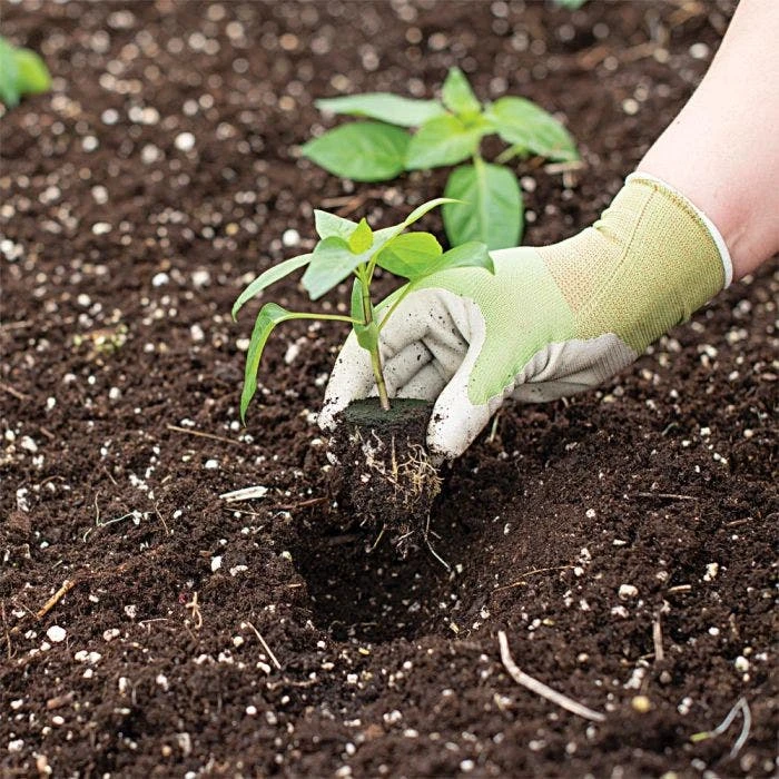 Grow-Plugs, Bag Of 55 3 Grow-Plugs, Bag Of 55 - Image 3