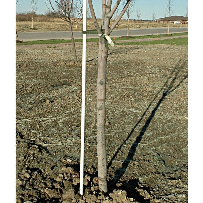 FIBERGLASS TREE STAKE 25YR 1/2 X 8FT BUNDLE OF 10 2 FIBERGLASS TREE STAKE 25YR 1/2 X 8FT BUNDLE OF 10 - Image 2