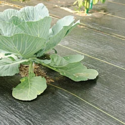 3.2oz Premium Woven Ground Cover 15ft (Folded) X 300ft -Outdoor Garden Store gc123 cabbage 5.2.23 1 1