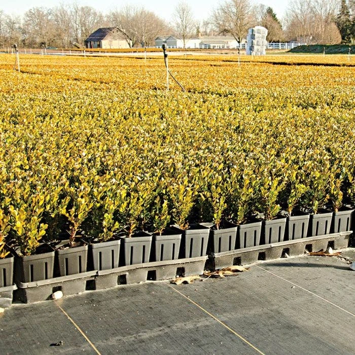 3.2oz Premium Woven Ground Cover 12ft (Folded) X 300ft 3 3.2oz Premium Woven Ground Cover 12ft (Folded) X 300ft - Image 3