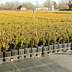 3.2oz Premium Woven Ground Cover 300ft Rolls -Outdoor Garden Store gc33 field 5.2.23 3