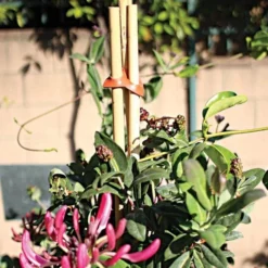 Connectors For Bamboo Stakes, Red, Pack Of 500 -Outdoor Garden Store gc500r 2