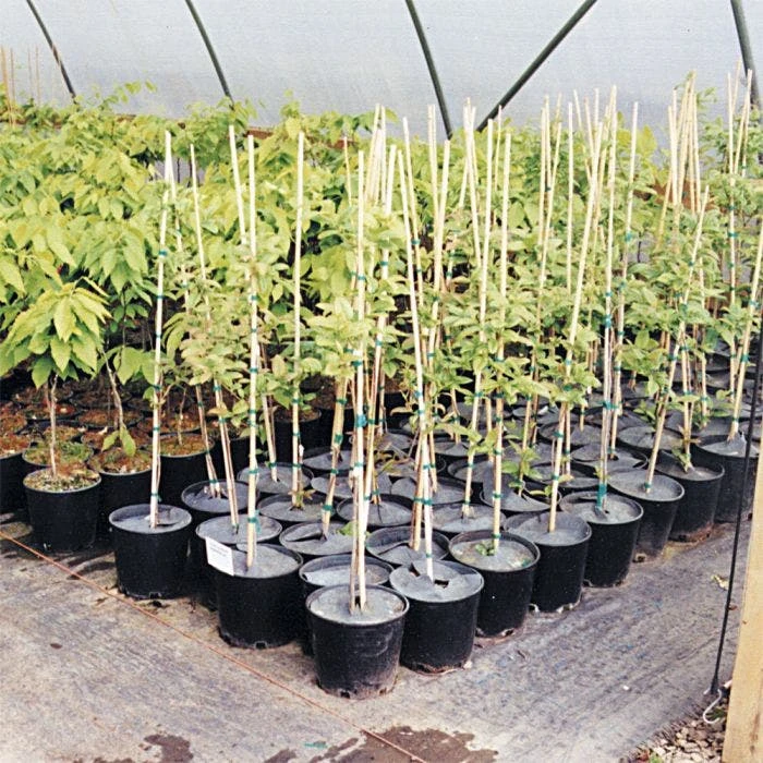 Geodisc UV-Resistant Weed-Blocking Discs, 11-Inch Diameter, Pack Of 500 2 Geodisc UV-Resistant Weed-Blocking Discs, 11-Inch Diameter, Pack Of 500 - Image 2