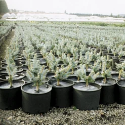 Geodisc UV-Resistant Weed-Blocking Discs, 9-Inch Diameter, Pack Of 500