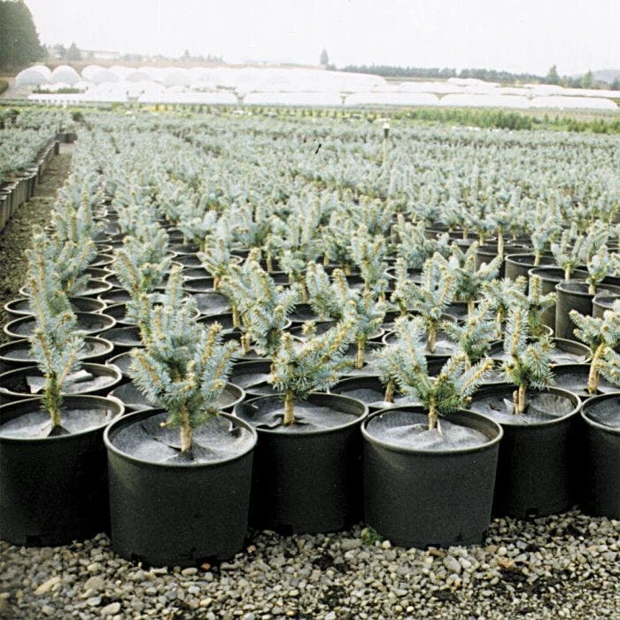 Geodisc UV-Resistant Weed-Blocking Discs, 9-Inch Diameter, Pack Of 500 1 Geodisc UV-Resistant Weed-Blocking Discs, 9-Inch Diameter, Pack Of 500