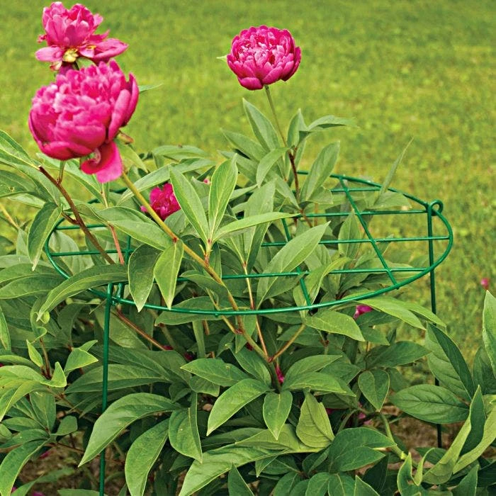 Commercial Steel Grid Plant Brace, 25in X 16in 2 Commercial Steel Grid Plant Brace, 25in X 16in - Image 2