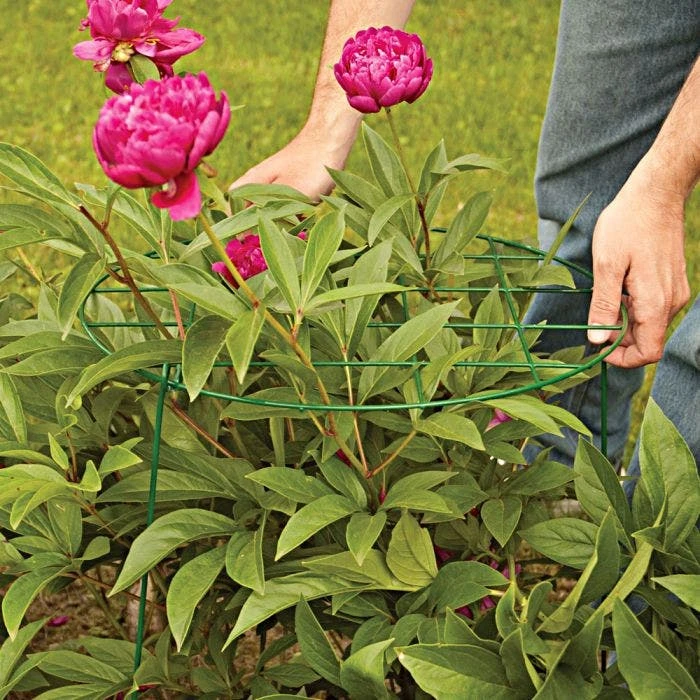 Commercial Steel Grid Plant Brace, 25in X 16in 3 Commercial Steel Grid Plant Brace, 25in X 16in - Image 3