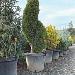 HookStake, Pack Of 25 -Outdoor Garden Store hs25 live3