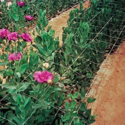 Hortonova Trellis Netting, 6-1/2 Feet X 3,280 Feet 35 Hortonova Trellis Netting, 6-1/2 Feet X 3,280 Feet -Outdoor Garden Store htn63280 15