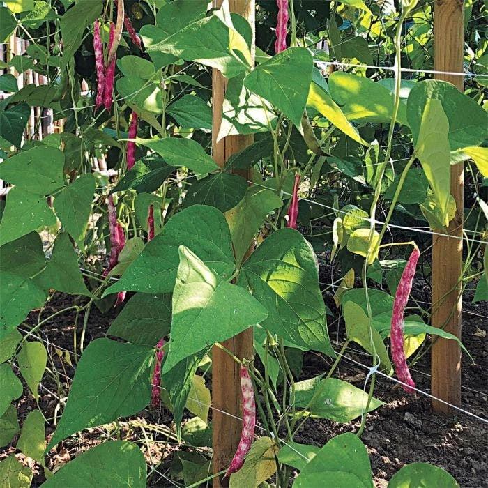 Hortonova Trellis Netting, 6-1/2 Feet X 3,280 Feet 17 Hortonova Trellis Netting, 6-1/2 Feet X 3,280 Feet - Image 17