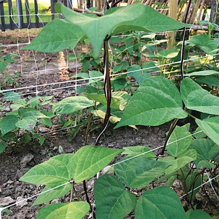 Hortonova Trellis Netting, 6-1/2 Feet X 3,280 Feet 18 Hortonova Trellis Netting, 6-1/2 Feet X 3,280 Feet - Image 18