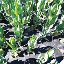 Hortonova Trellis Netting, 6-1/2 Feet X 3,280 Feet 38 Hortonova Trellis Netting, 6-1/2 Feet X 3,280 Feet -Outdoor Garden Store htn63280 18