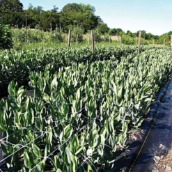 Hortonova Trellis Netting, 6-1/2 Feet X 3,280 Feet 39 Hortonova Trellis Netting, 6-1/2 Feet X 3,280 Feet -Outdoor Garden Store htn63280 19