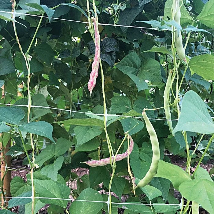 Hortonova Trellis Netting, 6-1/2 Feet X 3,280 Feet 4 Hortonova Trellis Netting, 6-1/2 Feet X 3,280 Feet - Image 4