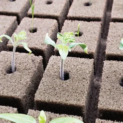 OASIS; Grower Solutions Horticubes; XL Foam Medium, 162 Cell -Outdoor Garden Store rc104 2 3