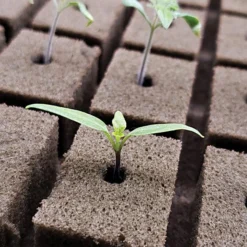 OASIS; Grower Solutions Horticubes; XL Foam Medium, 162 Cell -Outdoor Garden Store rc104 3 3