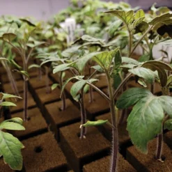 OASIS; Grower Solutions Horticubes; XL Foam Medium, 162 Cell -Outdoor Garden Store rc104 4 3