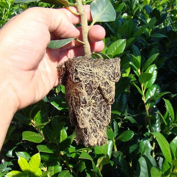 RootMaker 105 Cell Propagation Trays, Case Of 25 2 RootMaker 105 Cell Propagation Trays, Case Of 25 - Image 2