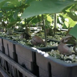 RootMaker 105 Cell Propagation Trays, Case Of 25 5 RootMaker 105 Cell Propagation Trays, Case Of 25 -Outdoor Garden Store rm18 2 3