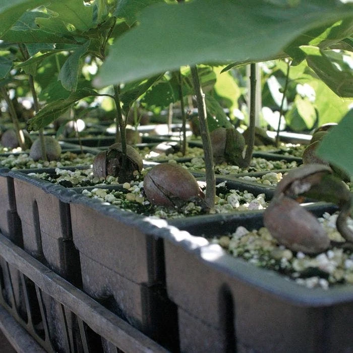 RootMaker 105 Cell Propagation Trays, Case Of 25 3 RootMaker 105 Cell Propagation Trays, Case Of 25 - Image 3