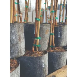 Charcoal Line Root Pouch Pallet, 12-18 Months, 3 Gallon -Outdoor Garden Store rp318 stacked 1