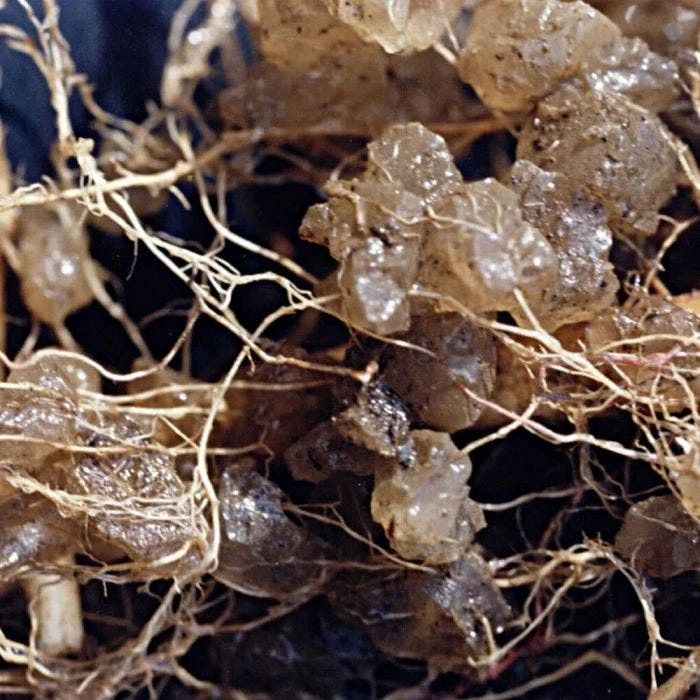 Soil Moist Plus 7-7-7 Granular, 40-Pound Pail 2 Soil Moist Plus 7-7-7 Granular, 40-Pound Pail - Image 2