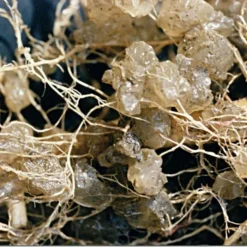 Soil Moist 9-3-6 Moisture-Holding Controlled Release Fertilizer, Case Of 200 Packs -Outdoor Garden Store smpb 2