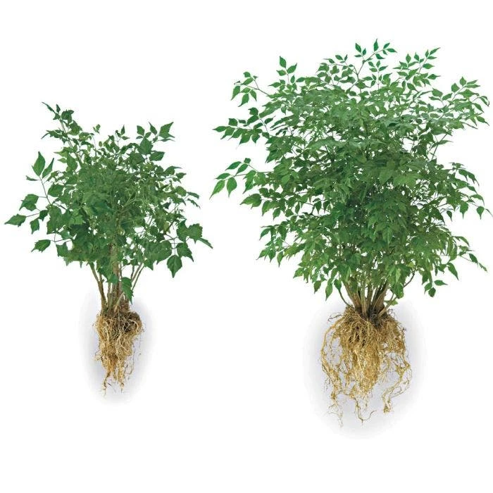 Soil Moist Transplant Formula 5lb Pail 2 Soil Moist Transplant Formula 5lb Pail - Image 2