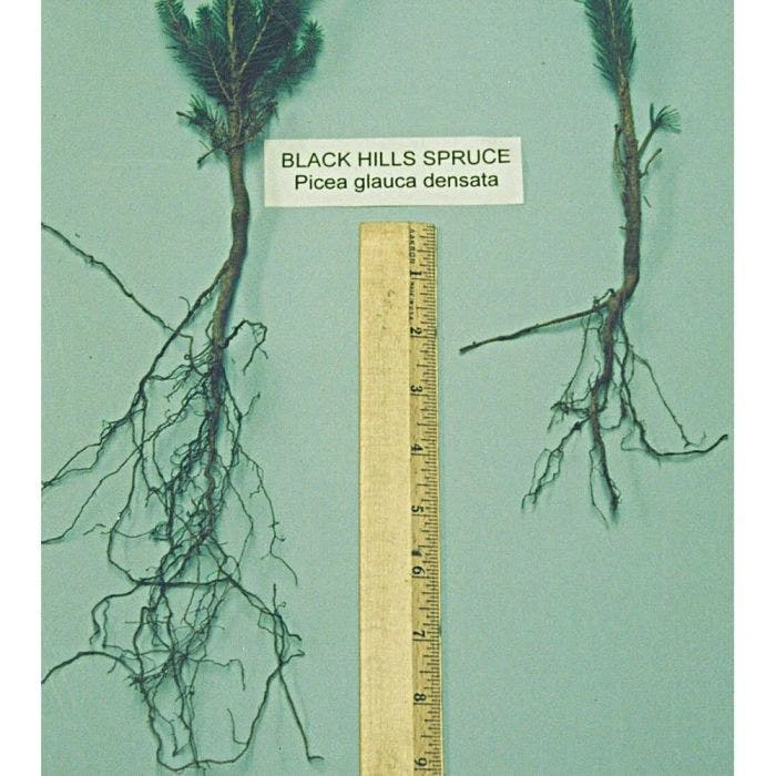 Soil Moist Root Dip Formula, 12oz. Jar 2 Soil Moist Root Dip Formula, 12oz. Jar - Image 2