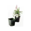 ITML Deep Perennial Pot 5 5/16in X 5.25in Black 200 Per Case.