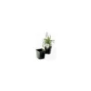 ITML Kordlok Deep Perennial Pots 4.25in Width X 4.875in Depth Green 510 Per Case.