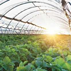 Poly Grow Precut Roll, UVAIRAD Sunsaver, Clear, 4-Year, 6-Mil, 28 Feet X 80 Feet