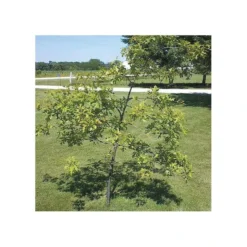 Tree Trainer Tree Straightener For Tree Caliper .5in To 1.5in