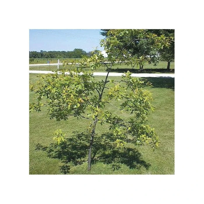 Tree Trainer Tree Straightener For Tree Caliper .5in To 1.5in 1 Tree Trainer Tree Straightener For Tree Caliper .5in To 1.5in