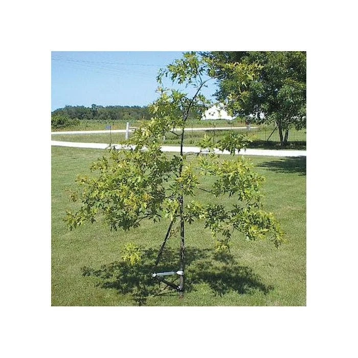 Tree Trainer Tree Straightener For Tree Caliper .5in To 1.5in 2 Tree Trainer Tree Straightener For Tree Caliper .5in To 1.5in - Image 2